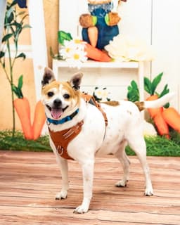 Bruiser image 2