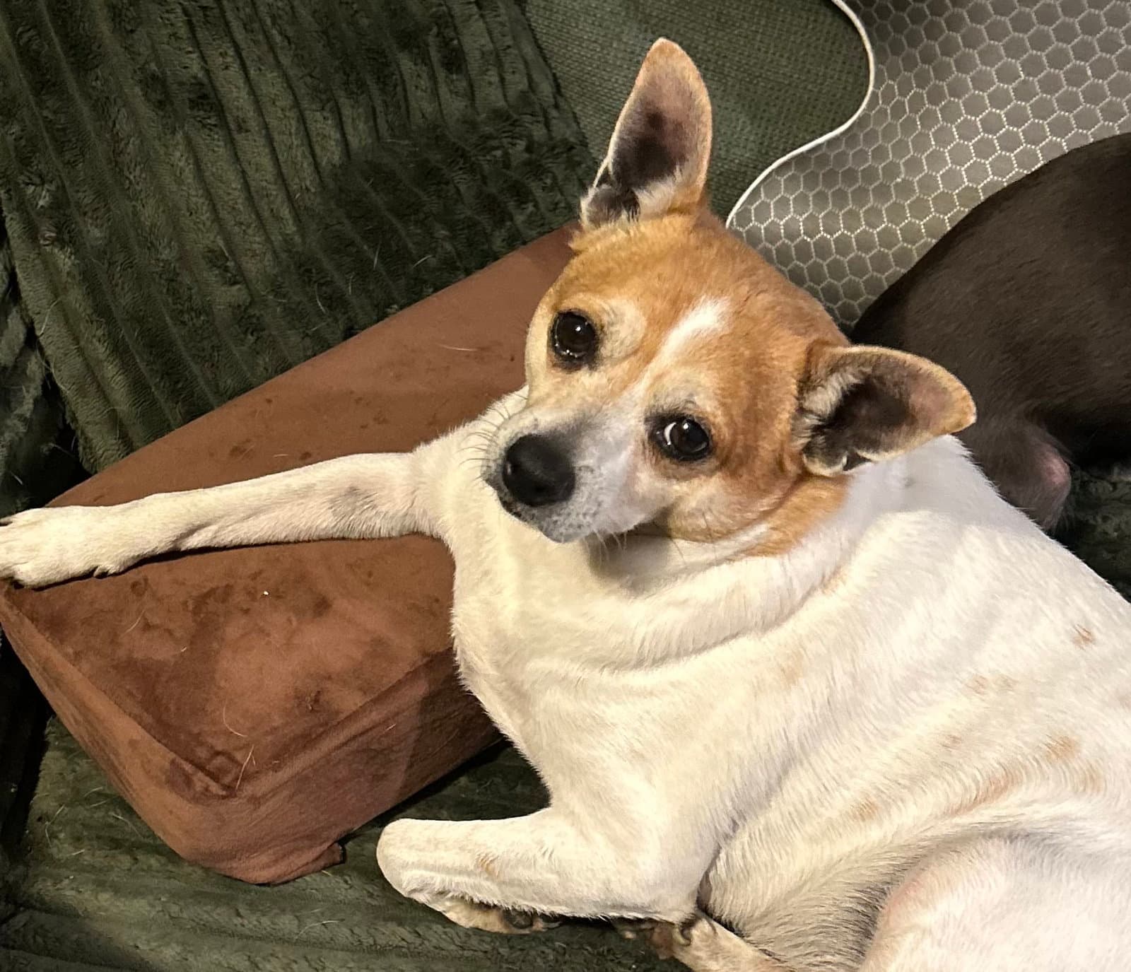 Bruiser - Jack Russell Terrier