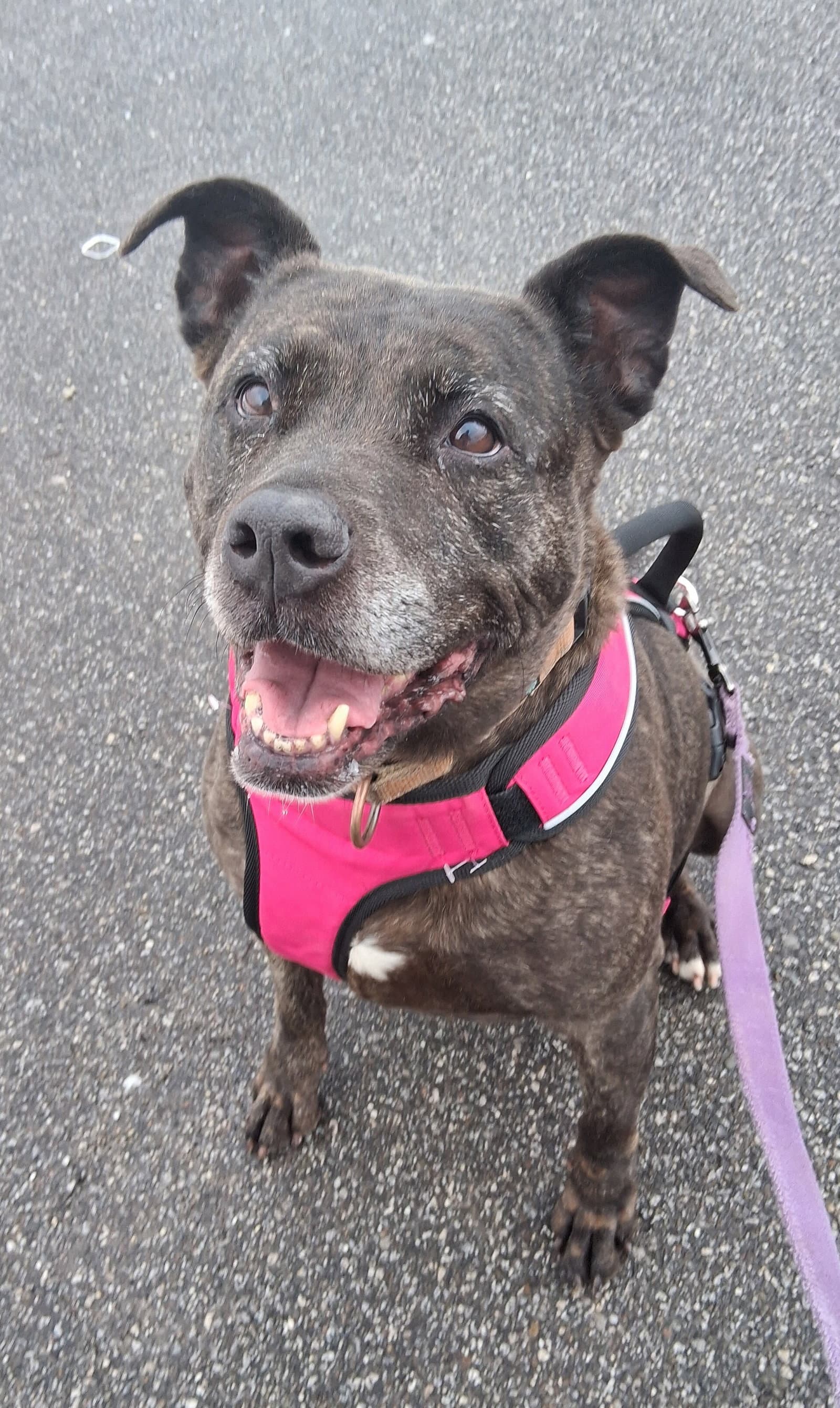 Holly Iso Forever Foster - Terrier