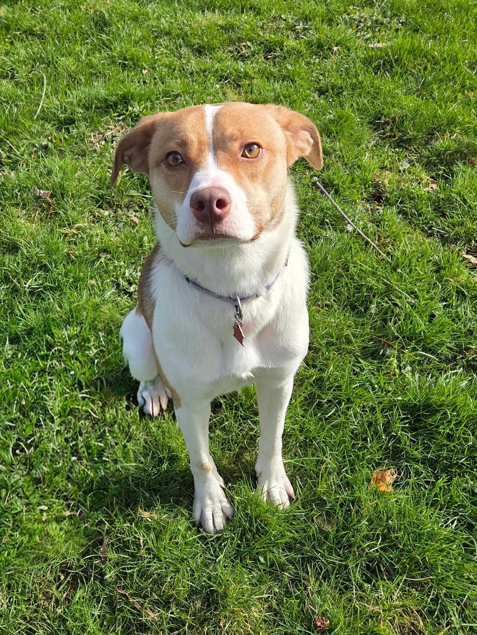 Amy - Australian Shepherd