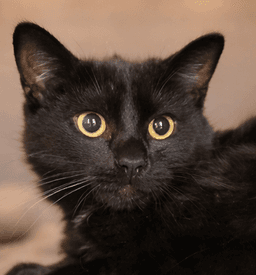 Kitten Kane image 1
