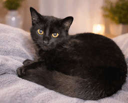 Kitten Kane image 2