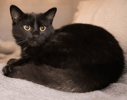 Kitten Kane image 3