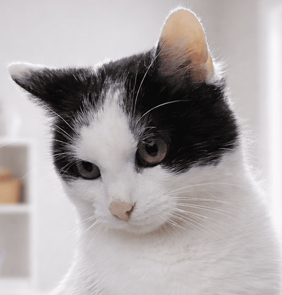 Babs At Montrose Petsmart - Domestic Short Hair