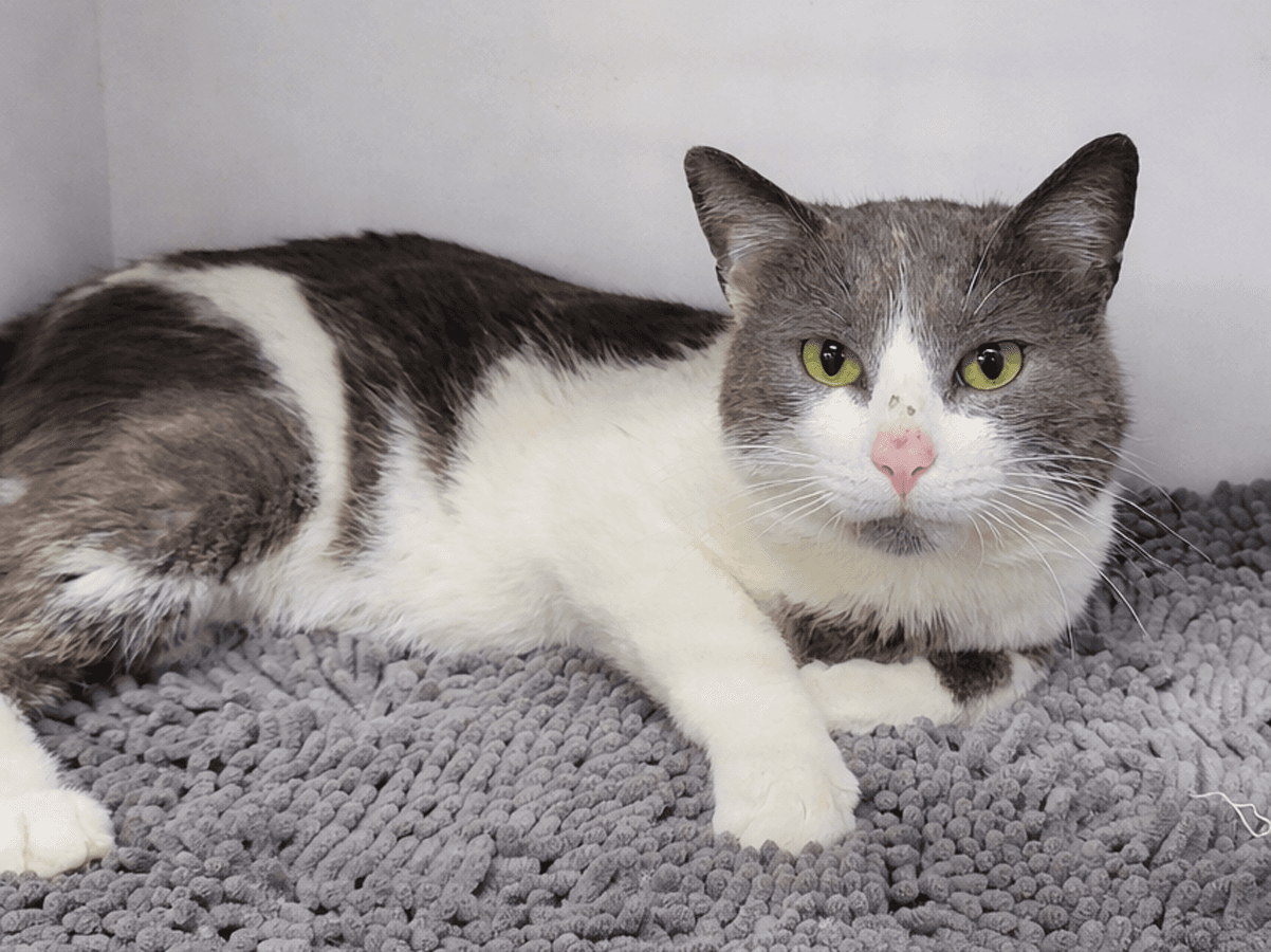 Guadalupe At Montrose Petsmart - Domestic Short Hair