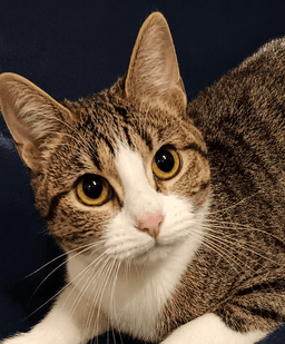 Kitten Tigger image 1