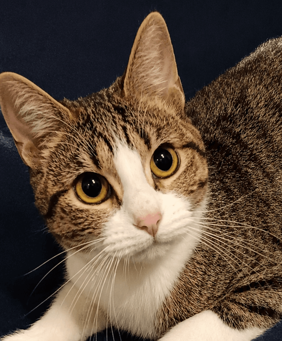 Kitten Tigger - Domestic Short Hair