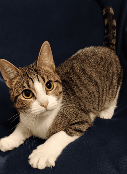Kitten Tigger image 2
