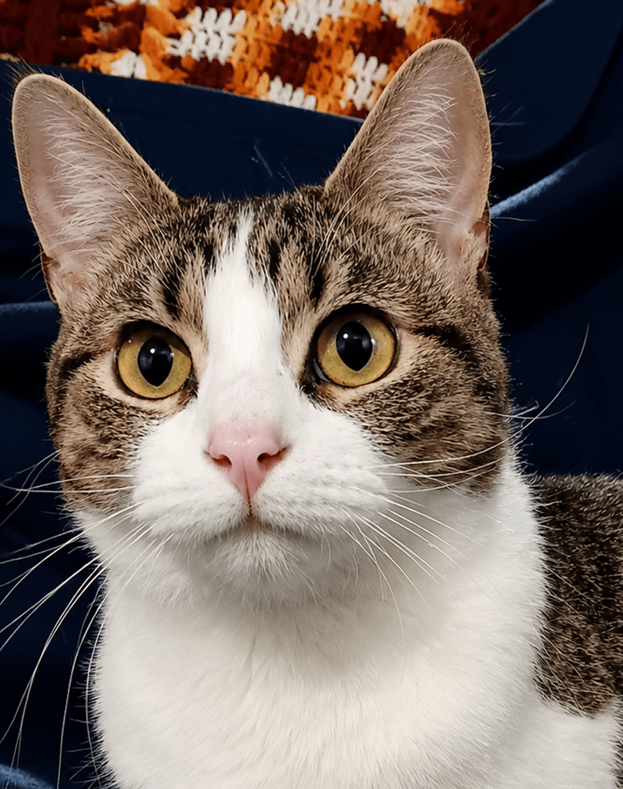 Kitten Stripes - Domestic Short Hair