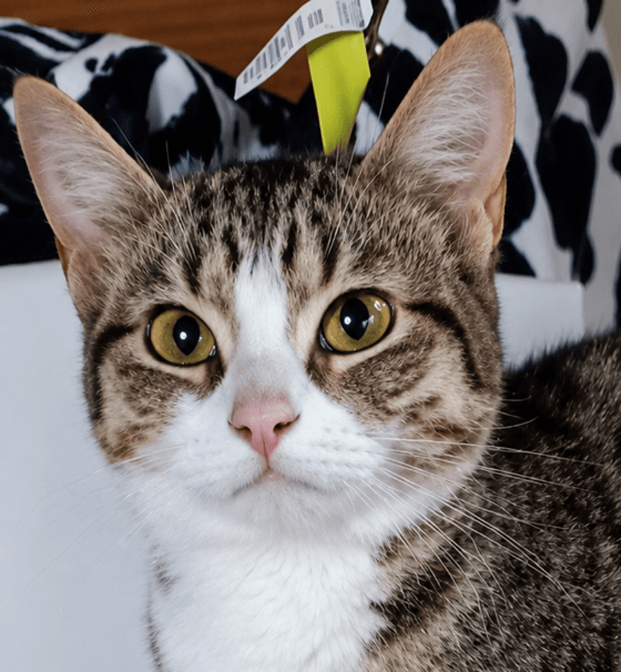 Kitten Eenie - Domestic Short Hair