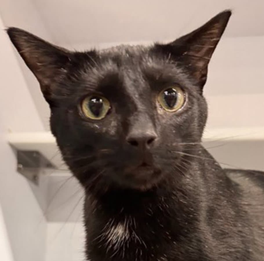 Snapper - Domestic Short Hair