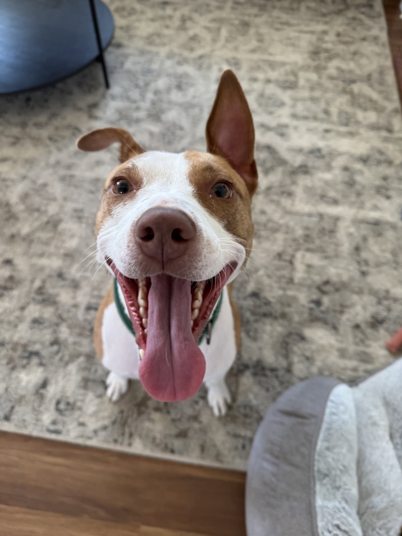Mac - Pit Bull Terrier