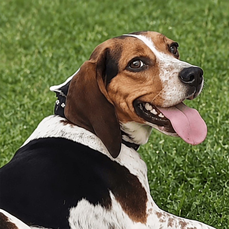Bebe - Beagle