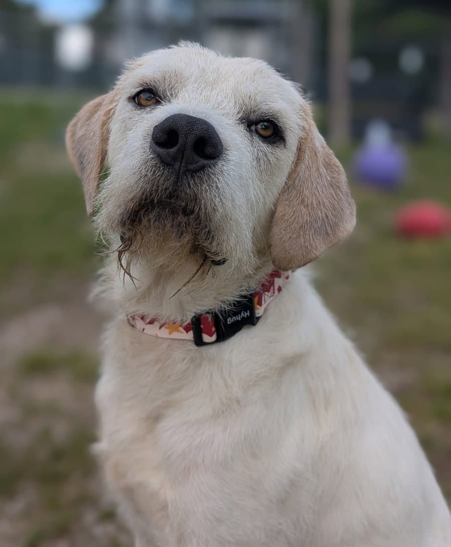 Jake - Labrador Retriever