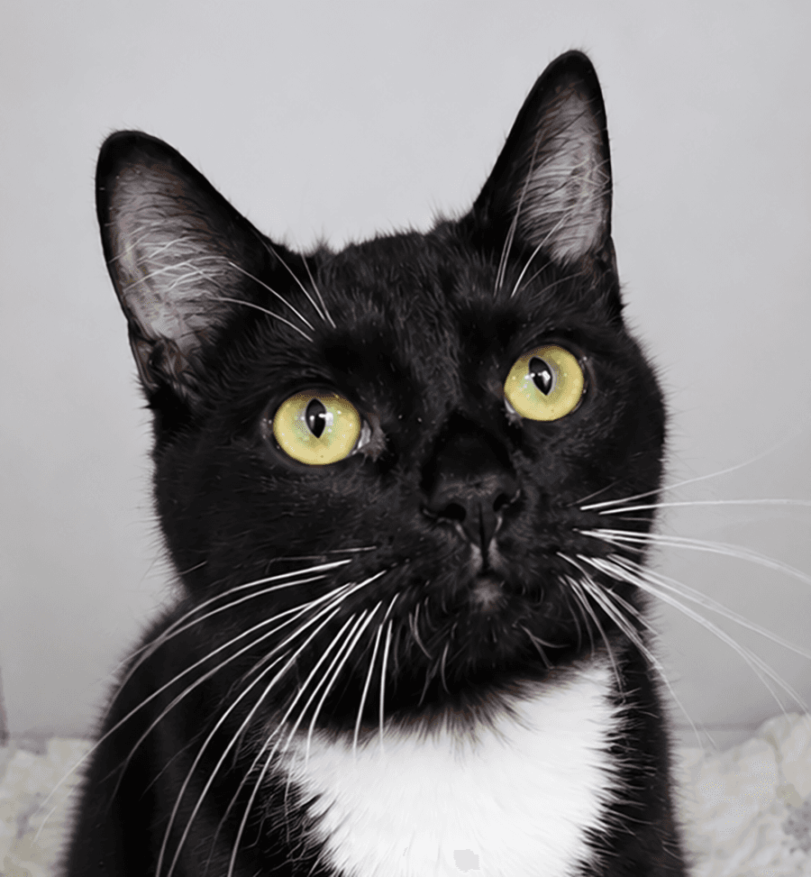 Quick - Domestic Medium Hair