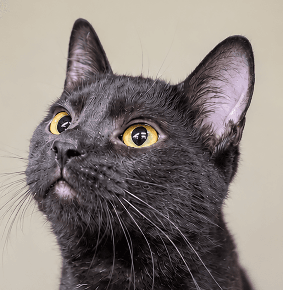 Kitten Arizona - Domestic Short Hair