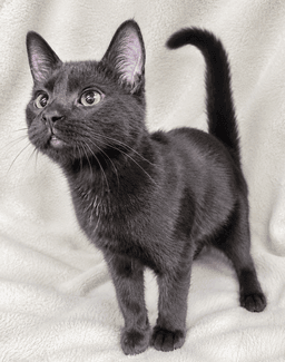 Kitten Arizona image 2