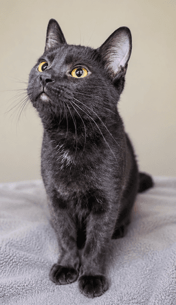 Kitten Arizona image 3