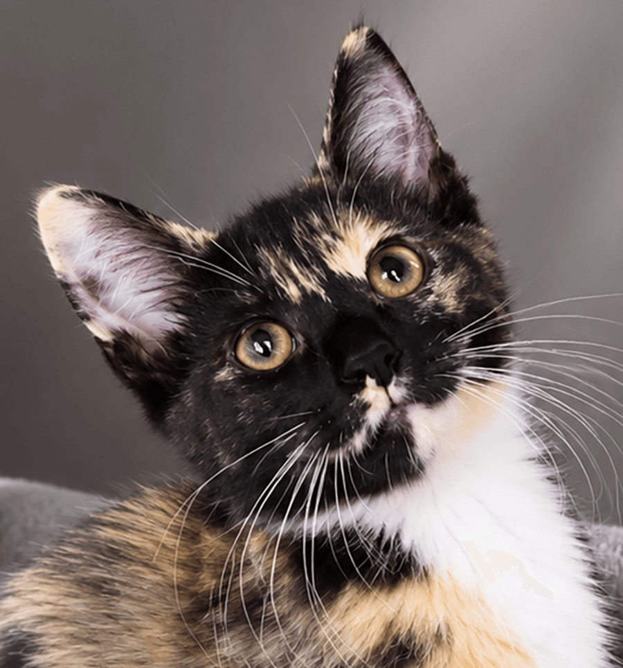 Kitten Steez - Domestic Short Hair