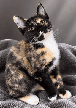 Kitten Steez image 2