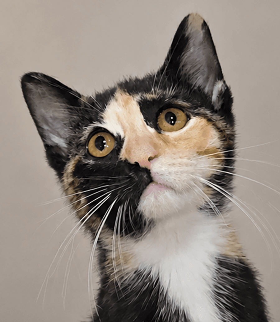 Kitten Vert - Domestic Short Hair