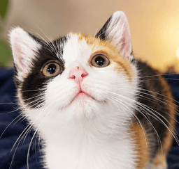Kitten Kickflip image 1