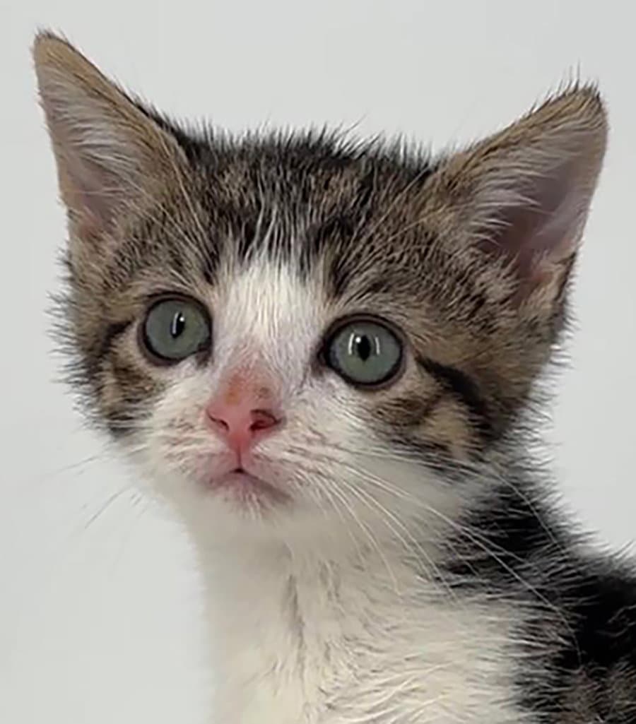Kitten Gretel - Domestic Short Hair
