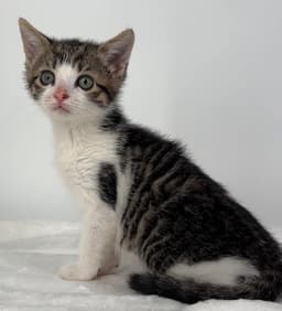 Kitten Gretel image 2