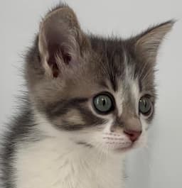 Kitten Hansel image 1