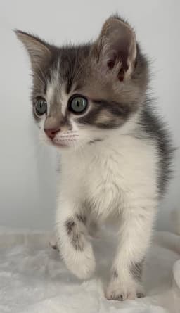Kitten Hansel image 2