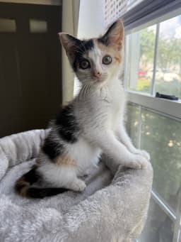 Kitten Reef image 1