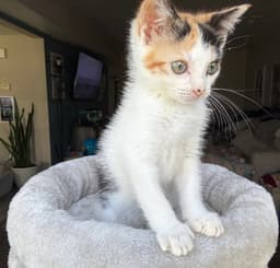 Kitten Reef image 2