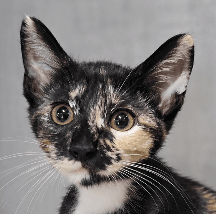 Kitten Halfpipe - Domestic Short Hair