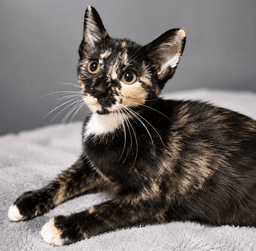 Kitten Halfpipe image 2