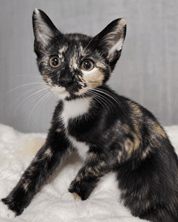 Kitten Halfpipe image 3