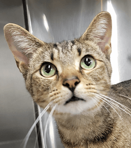 Hans Fiv Polydactyl image 1