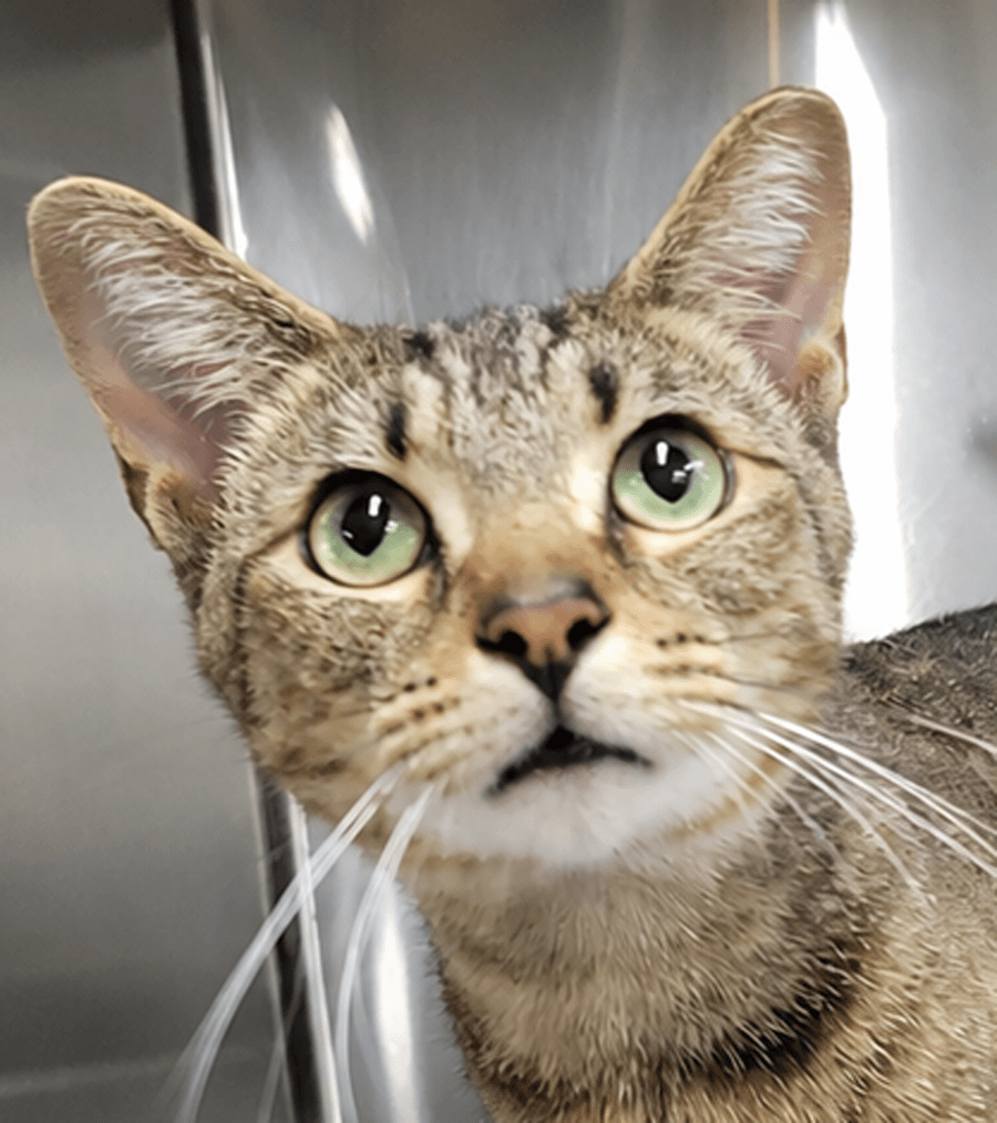 Hans Fiv Polydactyl - Tabby
