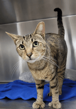 Hans Fiv Polydactyl image 2