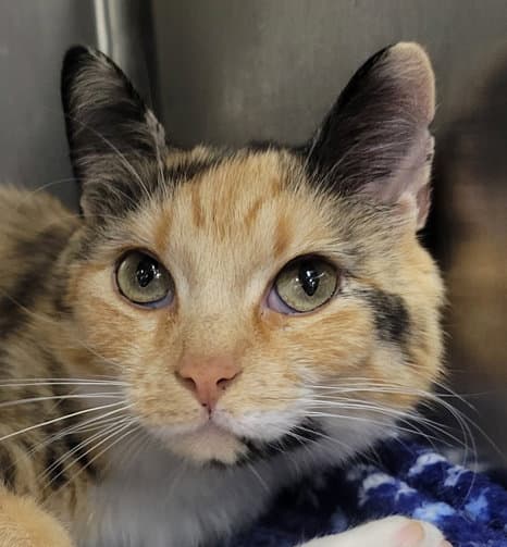 Tiki - Calico
