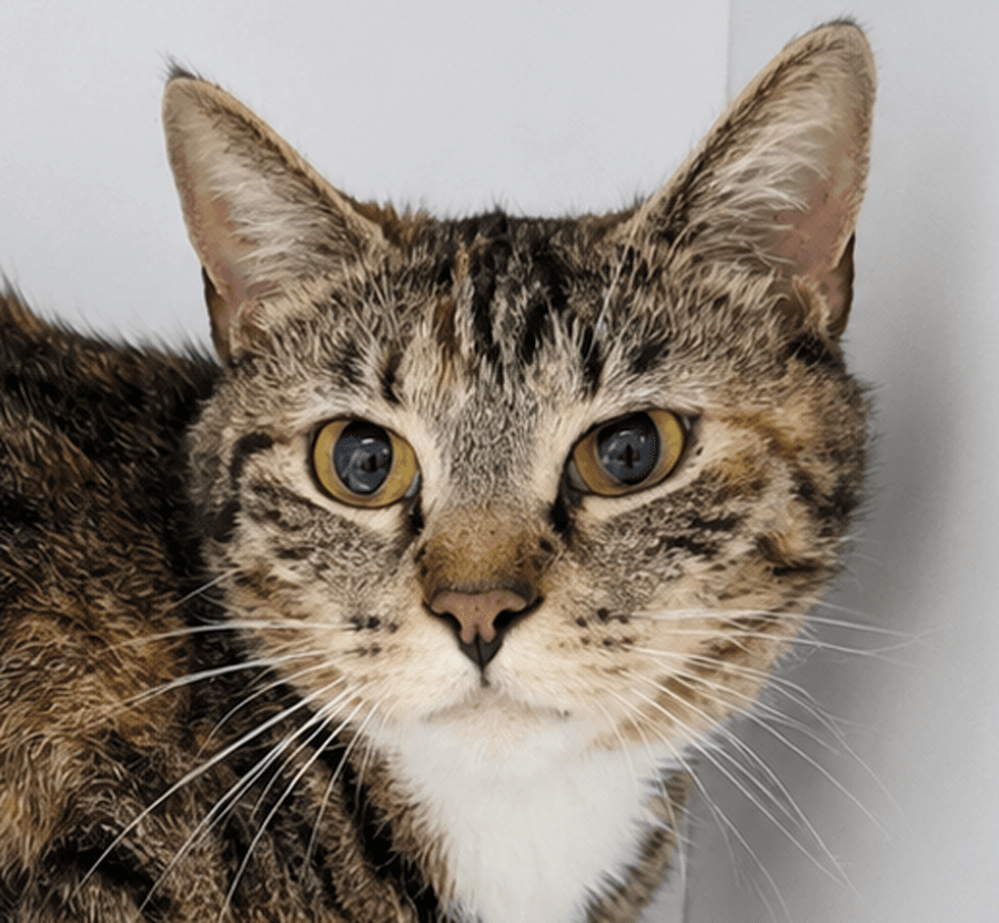 Jeni - Tabby
