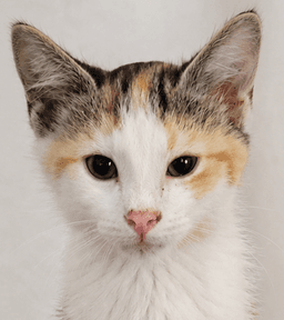 Kitten Halo image 1