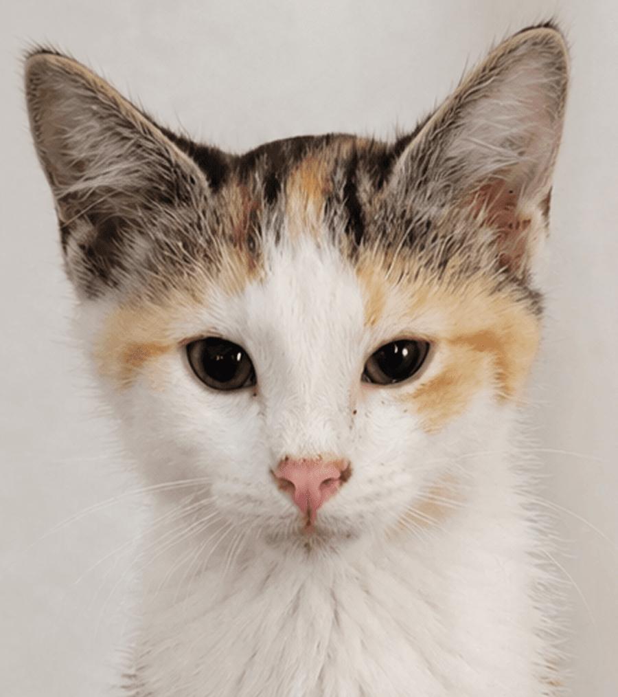 Kitten Halo - Tabby