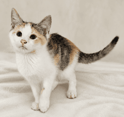 Kitten Halo image 3