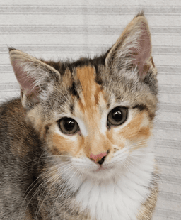 Kitten Yasso image 1