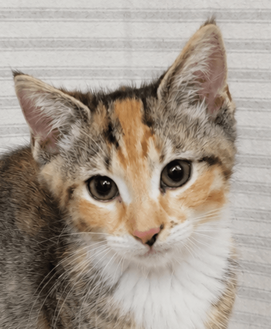 Kitten Yasso - Tabby