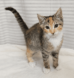 Kitten Yasso image 2