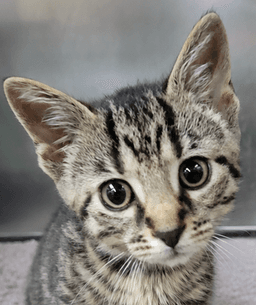 Kitten Everette image 1
