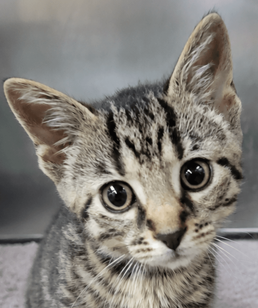 Kitten Everette - Tabby