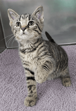 Kitten Everette image 2