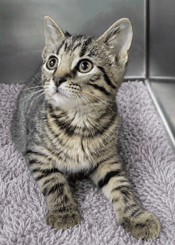 Kitten Everette image 3